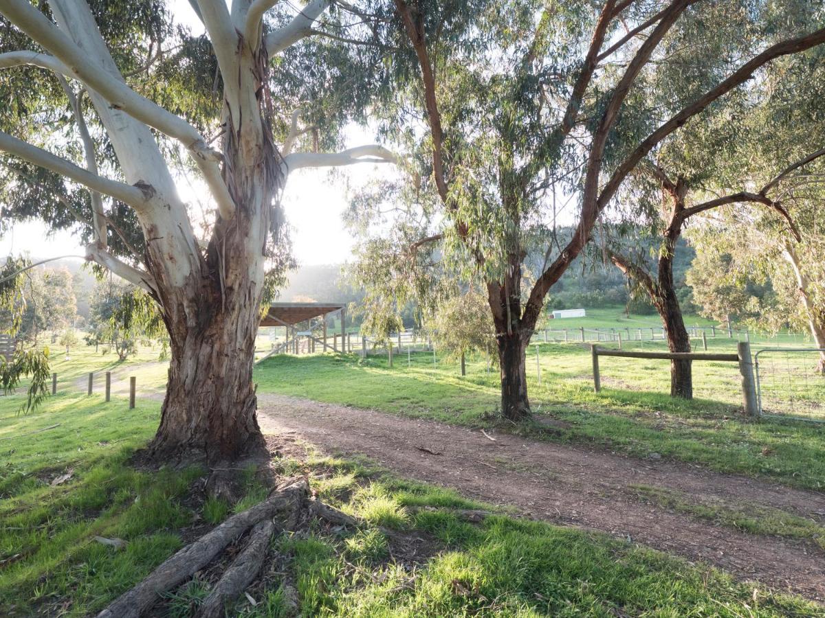 Halls On Falls Homestead Strath Creek 외부 사진